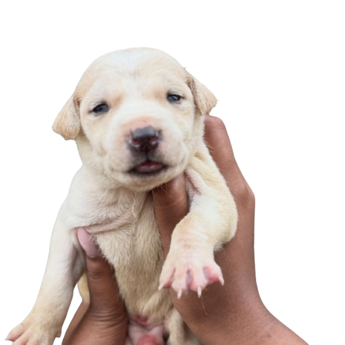 Bezubaan Saathi Animal Trust